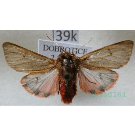 Phragmatobia fuliginosa (Linnaeus, 1758) Sadzanka rumienica Czech39k